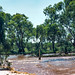727 Flooded creek nr Broken Hill, Dec 83