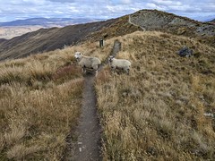 Sheep crossing • <a style="font-size:0.8em;" href="http://www.flickr.com/photos/27717602@N03/52747334067/" target="_blank">View on Flickr</a>