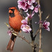 cardinal on peach tree -  Hampton Roads  Virginia