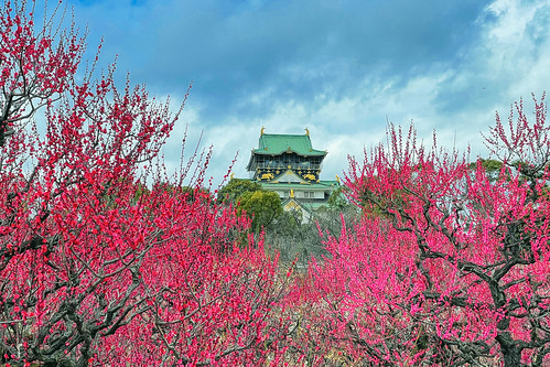 Osaka Castle with plum blossoms in full bloom