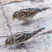 Twin Sparrows - Spanish Point Park, Bermuda