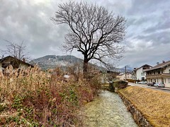 Tall tree by Kieferbach creek under a leaden grey sky in Kiefersfelden in Bavaria, Germany