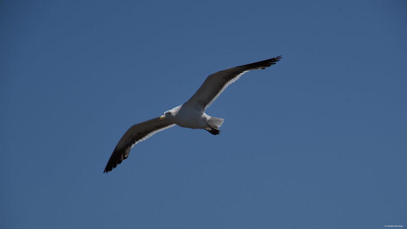IMGP7666 Seagull<br/>© <a href="https://flickr.com/people/137129299@N07" target="_blank" rel="nofollow">137129299@N07</a> (<a href="https://flickr.com/photo.gne?id=52756008200" target="_blank" rel="nofollow">Flickr</a>)