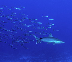 Lihou Reef sharks