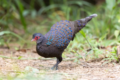 Germain's peacock-pheasant - Polyplectron germaini