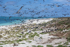Lihou Atoll, South West cay