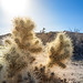Cholla Cactus in Mojave Desert
