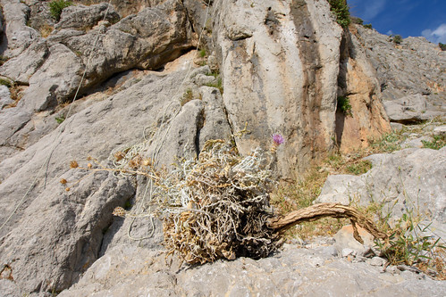 Centaurea heldreichii, broken off by rock-climbing