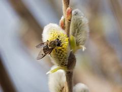 Brachypalpus sp. Flower Fly
