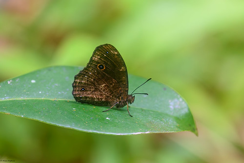 Heteropsis andravahana? (a Satyr butterfly)