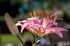 Red Pink Lilies