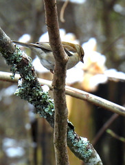 Common chaffinch (f), Fringilla coelebs, Bofink