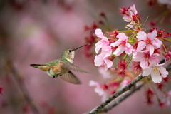 Springtime hummingbird 🌸