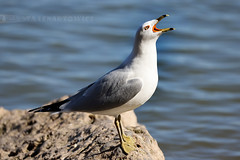 Crying Seagull