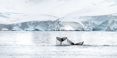 A humpback whale calf flukes and dives alongside an adult whale in Wilhelmina Bay, Antarctica.