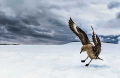 A subantarctic skua comes in for a landing on a snowbank. Skuas regularly work in pairs to harass and distract nesting penguins in order to steal eggs and penguin chicks.