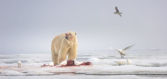 A polar bear looks out from an ice floe while opportunistic birds snag pieces of a seal carcass.