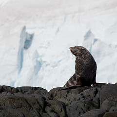 An Antarctic fur seal basks in the sunlight in the Melchior Islands on the Antarctic Peninsula.
