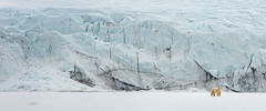 A polar bear stands against a glacial backdrop in Norway’s Svalbard archipelago.
