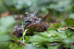 Common frog @ Auwald 2023
