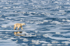 In Svalbard, a polar bear walks on thin ice.