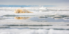 After filling its stomach, a satiated polar bear naps on an ice floe in Svalbard.