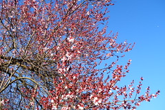 árboles florecientes_trees_blossoms (129)