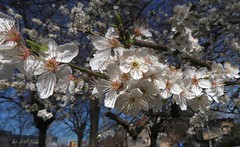 blooming_trees-árboles_florecientes (60)