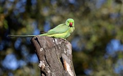 Periquito-de-colar, periquito-rabijunco, Rose-ringed parakeet
