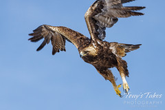 Gorgeous golden eagle takes flight on the plains of Colorado
