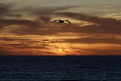 Seagull, Sunset Cliffs, San Diego, CA, USA