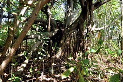 Cool tree I saw while checking out the woods in Aguada, Puerto Rico.