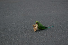 Bird with food
