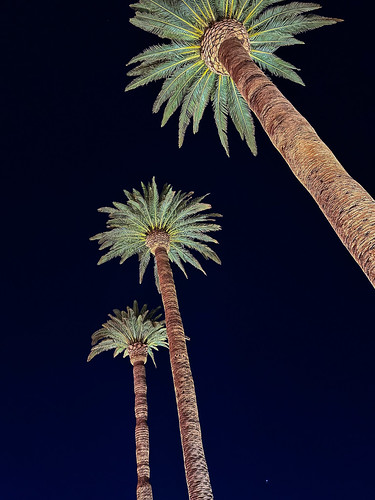 Las Vegas Palm Trees
