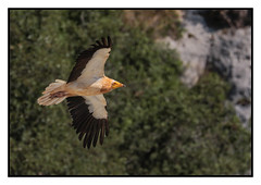 Egyptian Vulture (Neophron percnopterus) 2 clicks for large