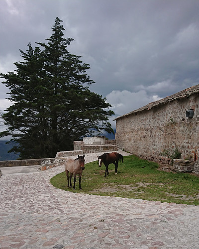02327 Equus caballus, CABALLO