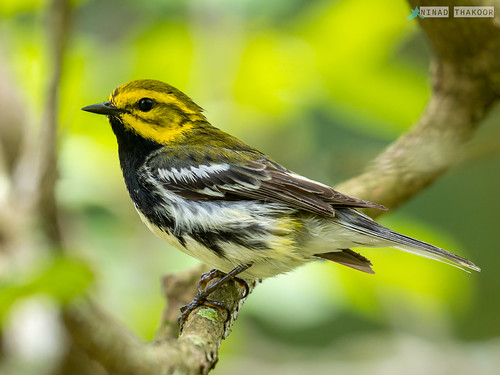 Black-throated Green Warbler • <a style="font-size:0.8em;" href="http://www.flickr.com/photos/59465790@N04/52786443674/" target="_blank">View on Flickr</a>