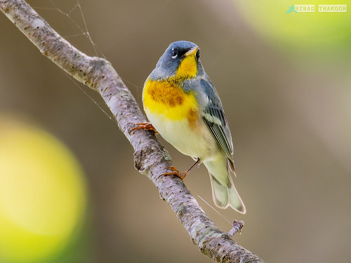 Northern Parula • <a style="font-size:0.8em;" href="http://www.flickr.com/photos/59465790@N04/52786607340/" target="_blank">View on Flickr</a>