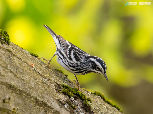 Black-and-white warbler • <a style="font-size:0.8em;" href="http://www.flickr.com/photos/59465790@N04/52786607650/" target="_blank">View on Flickr</a>