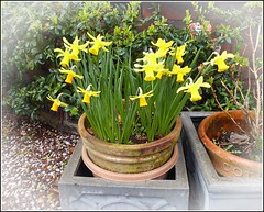 Tub of Narcissus Flowers .