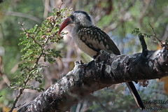 RED-BILLED  HORNBILL // TOCKUS  ERYTHRORHYNCHUS (42cm)