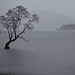 Wanaka Tree & Rain ll