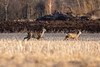 A herd of roe deer