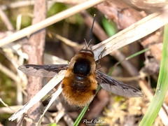 Bombylius major - Dark-edged Bee-fly