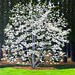 Dogwood Tree 36" x 36" $1370