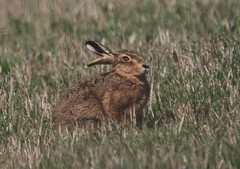 Brown Hare Loafing!