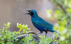 Greater blue-eared starling - Grootblouoorglansspreeu