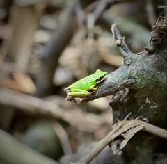 Southern Thai green tree frog (Hylarana eschatia) (in Explore)