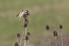 European Goldfinch on thistle