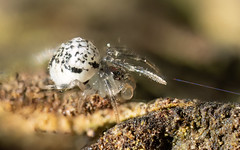 Pinhead-sized white spider